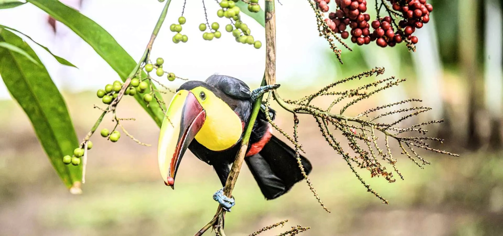 Voyage Costa Rica