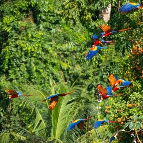 Envol d'aras rouges dans le parc national Corcovado au Costa Rica