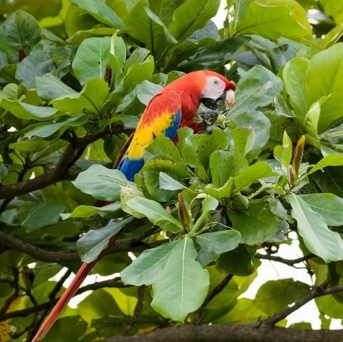 Ara écarlate sauvage dans un amandier de Carara au Costa Rica
