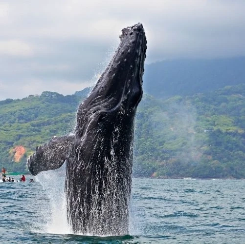 Baleine à bosse sautant hors de l'eau dans le Parc national Marino Ballena au Costa Rica