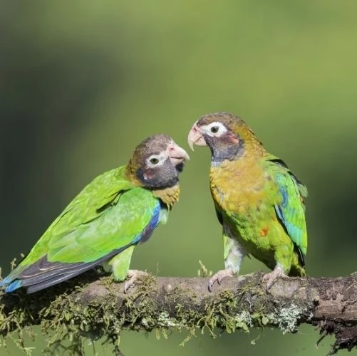 Couple de caïques à capuchon (Pyrilia haematotis) assis sur une branche à Boca Tapada au Costa Rica