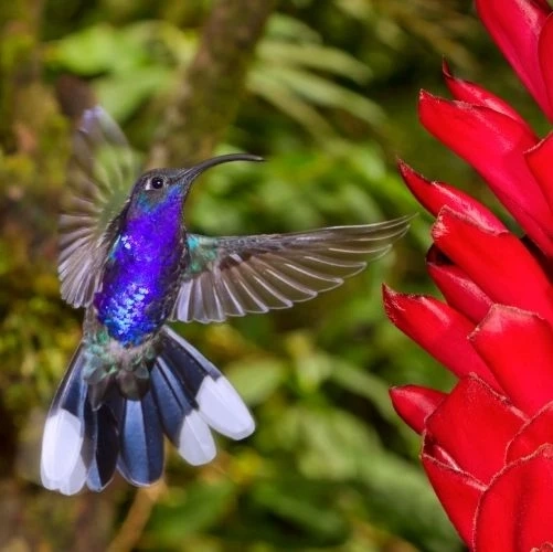 Campyloptère violet (Campylopterus hemileucurus) à Monteverde au Costa Rica.