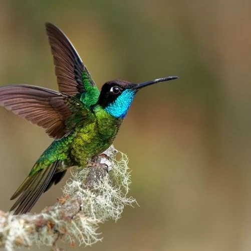 Un colibri de Talamanca (ou colibri admirable, Eugenes spectabilis) aux ailes déployées sur une branche à San Gerardo de Dota au Costa Rica