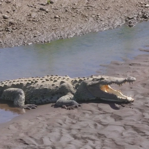 Un crocodile avec la bouche ouverte sur les rives de la rivière Tarcoles au Costa Rica