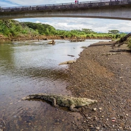 Crocodiles sur les bords de la rivière Tarcoles au Costa Rica
