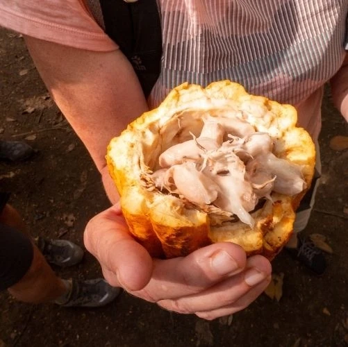 Fèves de cacaoyer, à partir desquelles est fabriqué le cacao, dans la réserve de la Tirimbina au Costa Rica