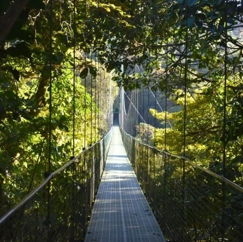 Pont suspendu dans la forêt nuageuse de Monteverde au Costa Rica