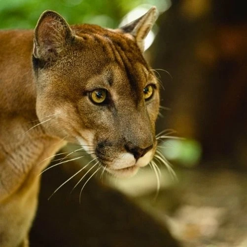 Panthère (cougar) du Centre de sauvetage et sanctuaire Las Pumas au Costa Rica