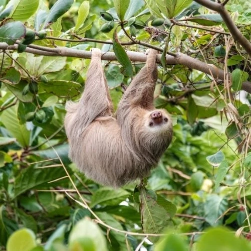 Paresseux d'Hoffmann à deux doigts, ou Unau d'Hoffmann (Choloepus Hoffmanni) dans le parc de Cahuita au Costa Rica
