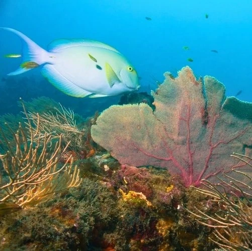 Poisson-chirurgien à nageoires jaunes (Acanthurus xanthopterus) de l'île de Caño au Costa Rica 
