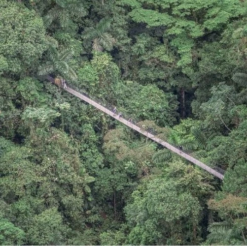 Pont suspendu survolant la canopée à La Fortuna au Costa Rica