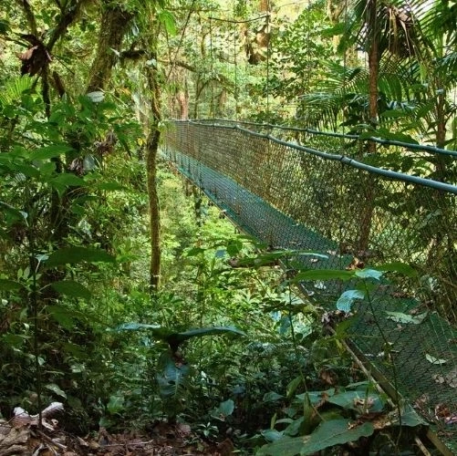 Sentier des ponts suspendus du Heliconias Rainforest Lodge à Bijagua au Costa Rica