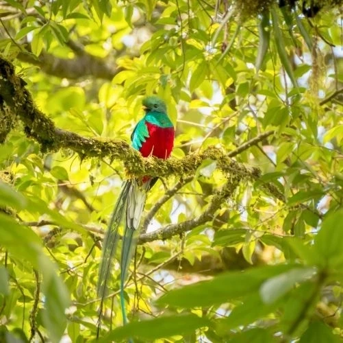 Quetzal mâle dans la réserve de Monteverde au Costa Rica