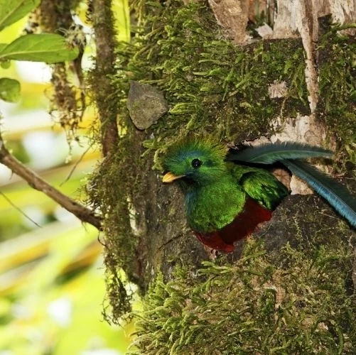 Un quetzal resplendissant (Pharomachrus mocinno), mâle dans son nid au Parc national Los Quetzales au Costa Rica