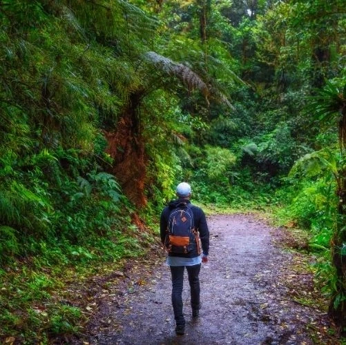 Un randonneur marchant dans la jungle de la forêt nuageuse de Monteverde au Costa Rica