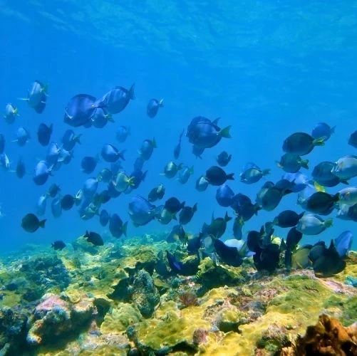 Récif corallien avec un banc de Poissons-Chirurgiens bleus et de Poissons-chirurgiens barbiers océaniques à Cahuita au Costa Rica.