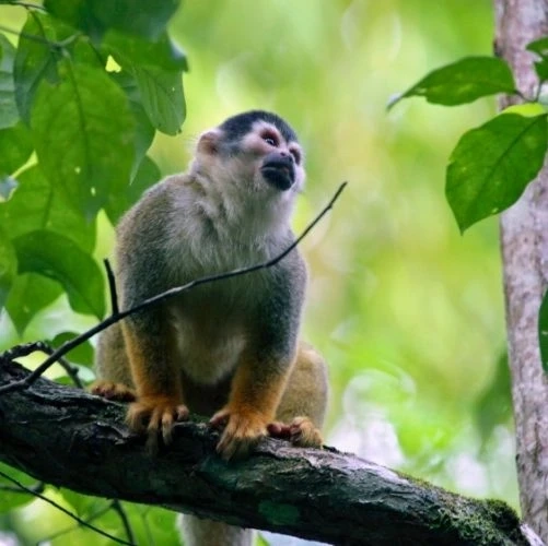 Un singe écureuil à dos rouge perché sur une branche, observant son environnement au cœur du parc Corcovado au Costa Rica