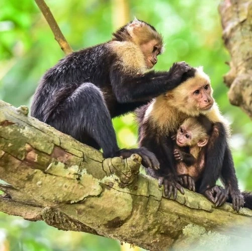 Singes capucins sur une branche d'arbre dans le parc Manuel Antonio au Costa Rica 