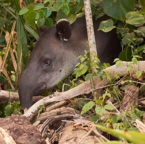 Un tapir observé près de la station Sirena dans le parc national Corcovado au Costa Rica