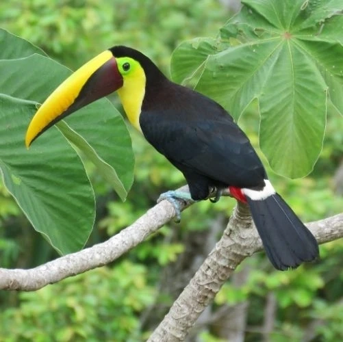 Toucan tocard se reposant sur une branche d'arbre au lodge Lapa Rios au Costa Rica
