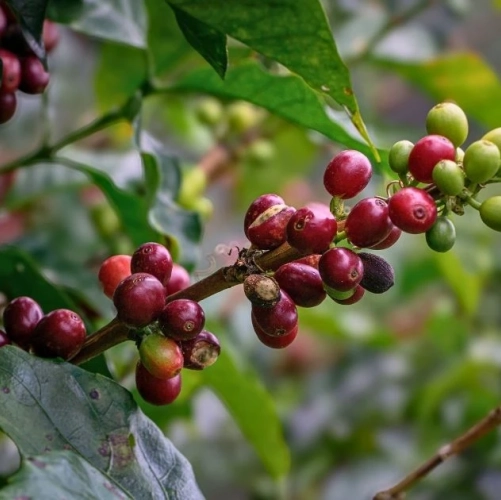 Branche de cerises de café à différents stades de maturité au Costa Rica