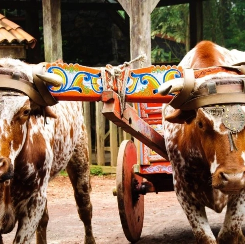 Char à bœufs du Costa Rica