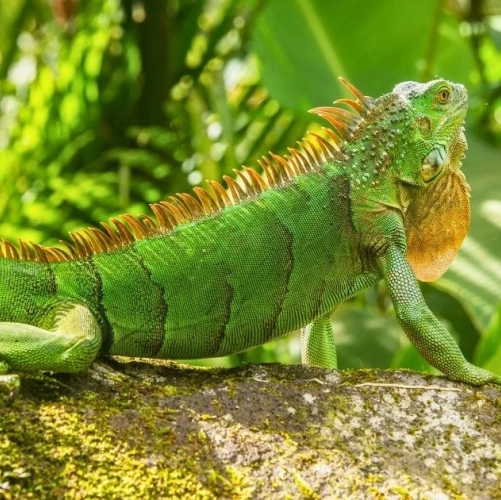 Iguane vert sur une branche à la Fortuna au Costa Rica