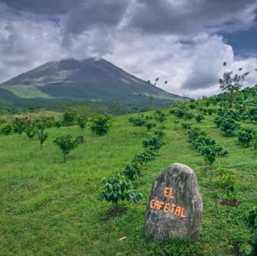 Plantation de café donnant sur le volcan Arenal au Costa Rica