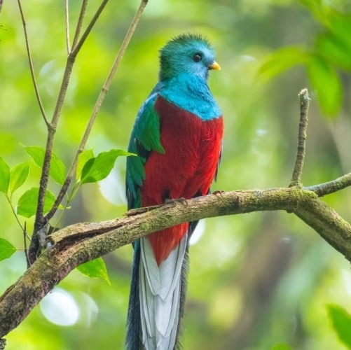 Quetzal resplendissant (Pharomachrus mocinno) mâle assis sur une branche d'un arbre dans la forêt du parc national de Monteverde, au Costa Rica.