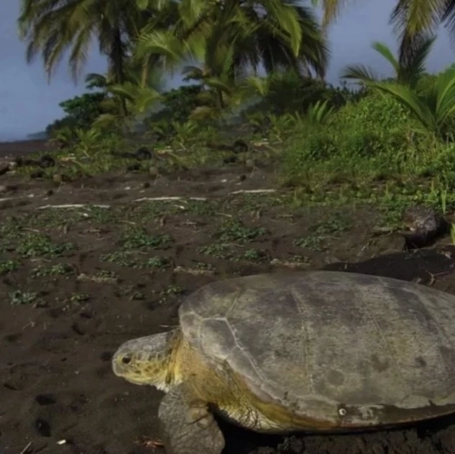 Tortue sur une plage dans la nuit