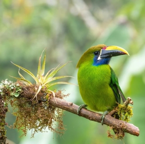 Oiseau toucanet émeraude