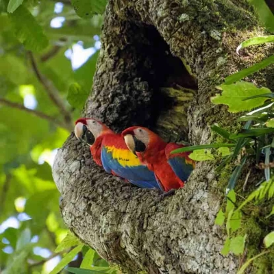 Un couple d'aras rouges sauvages dans leur nid dans un anacardier du parc national de Carara au Costa Rica