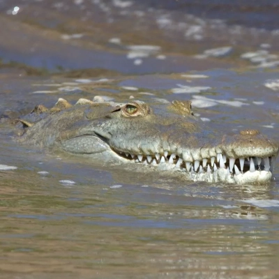 Crocodile Costa Rica