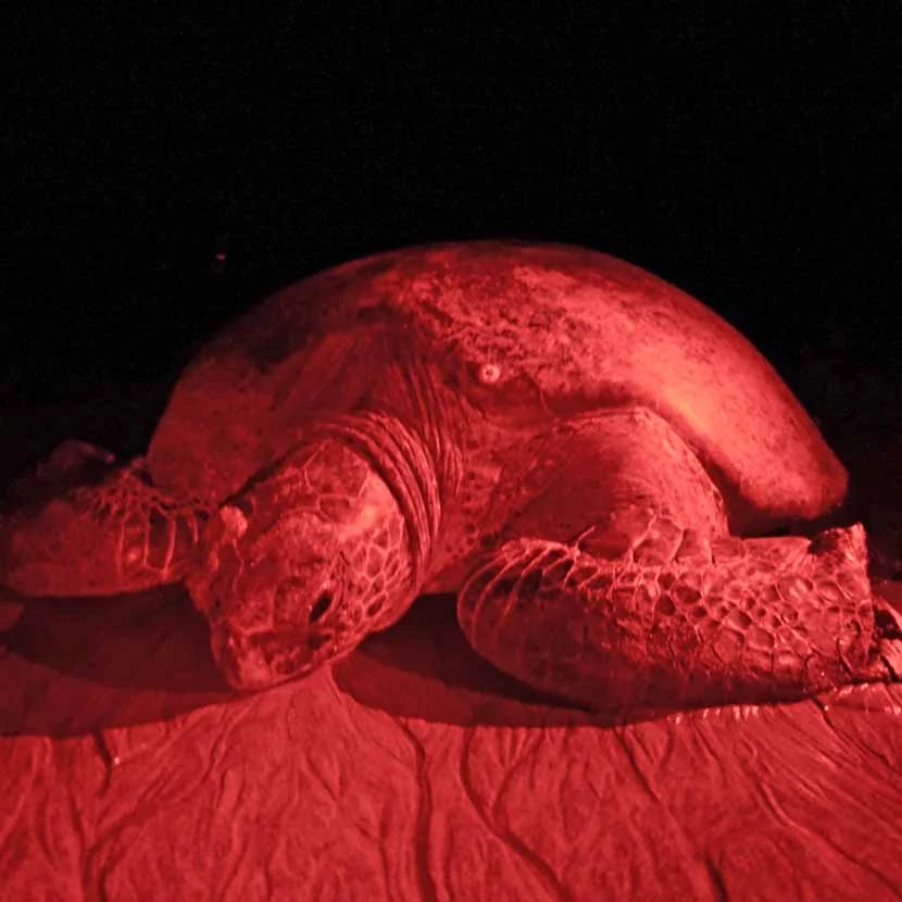 Tortue verte pondant ses œufs dans le parc marin national de Las Baulas au Costa Rica.