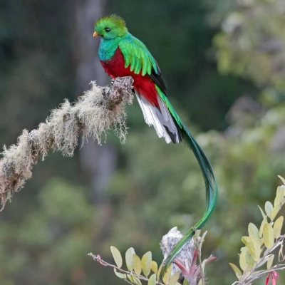 Quetzal resplendissant (Pharomachrus mocinno) dans le parc national Los Quetzales au Costa Rica.