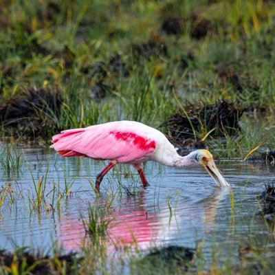Spatule rosée en chasse dans les zones humides du parc national de Palo Verde au Costa Rica