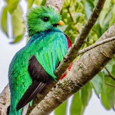 Oiseaux Costa Rica