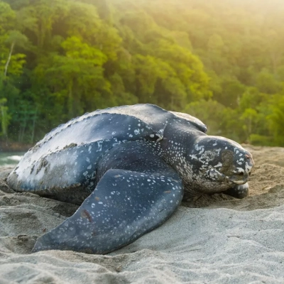 Tortues marines Costa Rica