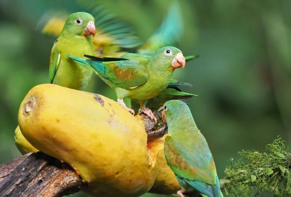 Saveurs tropicales du Costa Rica en 2 semaines